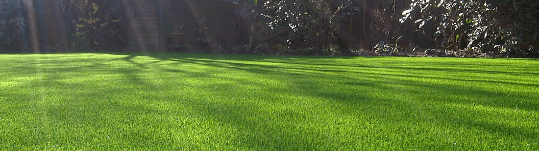 Grass